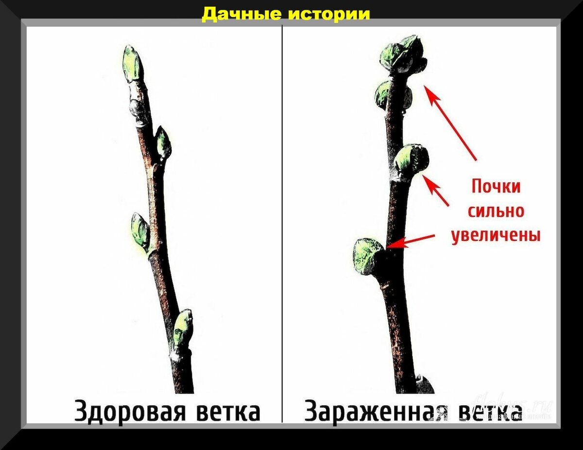 Важные весенние хлопоты: обязательные апрельские хлопоты для пользы сада и огорода