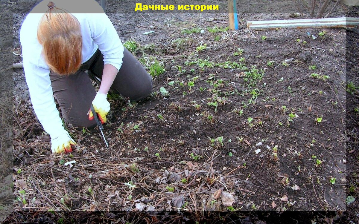 Важные весенние хлопоты: обязательные апрельские хлопоты для пользы сада и огорода