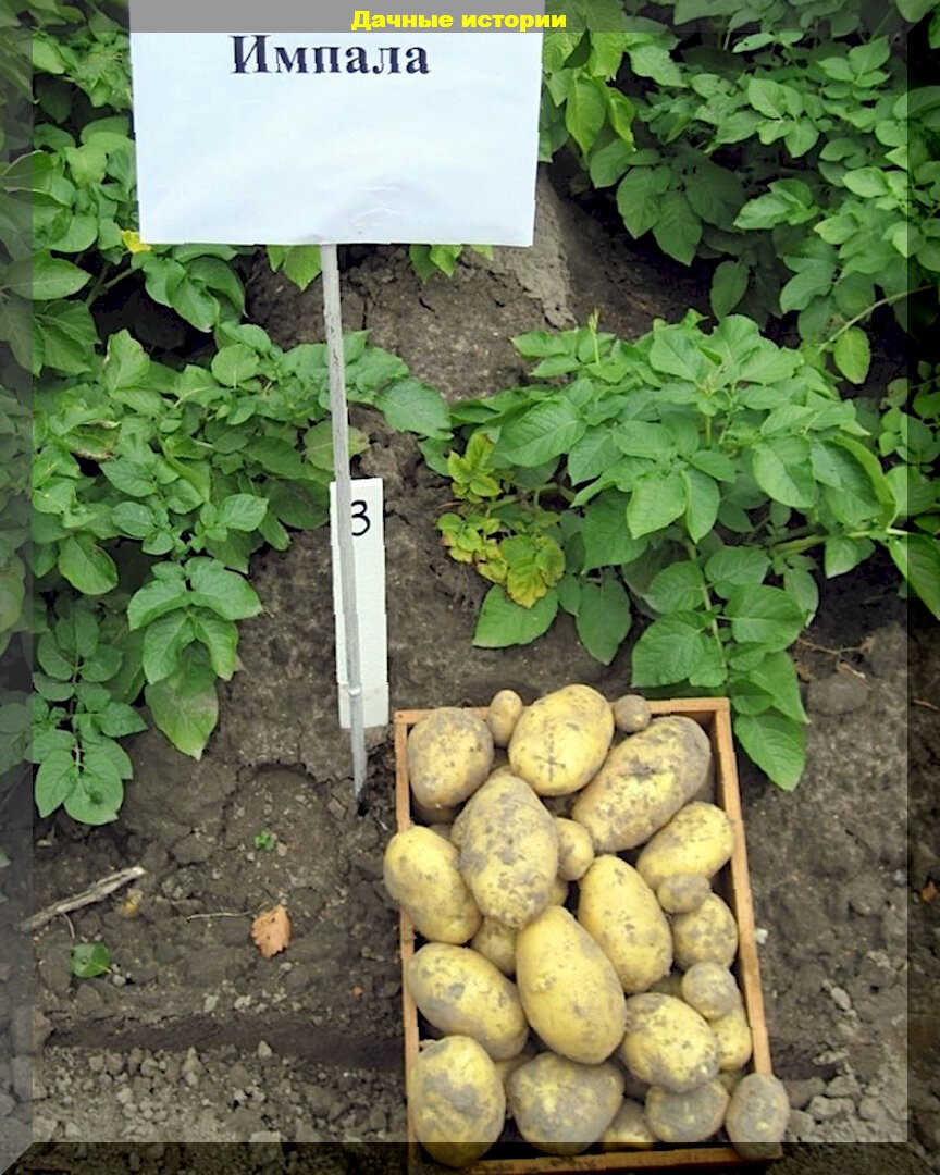 Картофель всем на зависть: секреты, советы, правила выбора сорта, основные причины плохого урожая, проверенные сорта