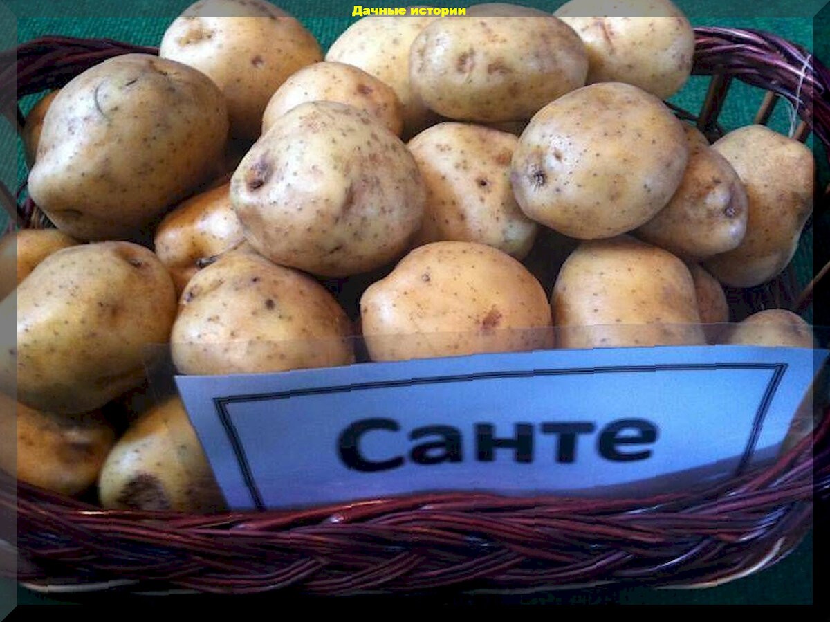Картофель всем на зависть: секреты, советы, правила выбора сорта, основные причины плохого урожая, проверенные сорта