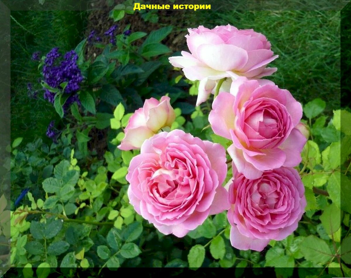 Розы весной: главные правила выбора, ухода и помощи пострадавшим зимой кустам роз