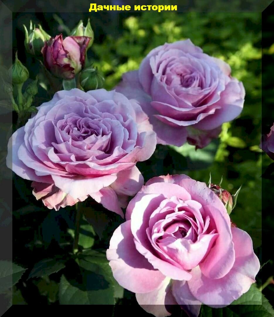 Розы весной: главные правила выбора, ухода и помощи пострадавшим зимой кустам роз