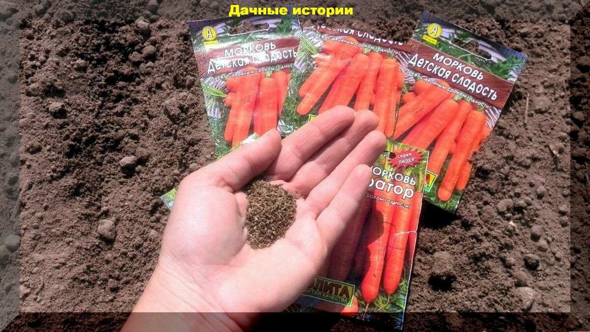 Правильный посев моркови для отличного урожая: сроки и правила посева, способы посева моркови без прореживания всходов