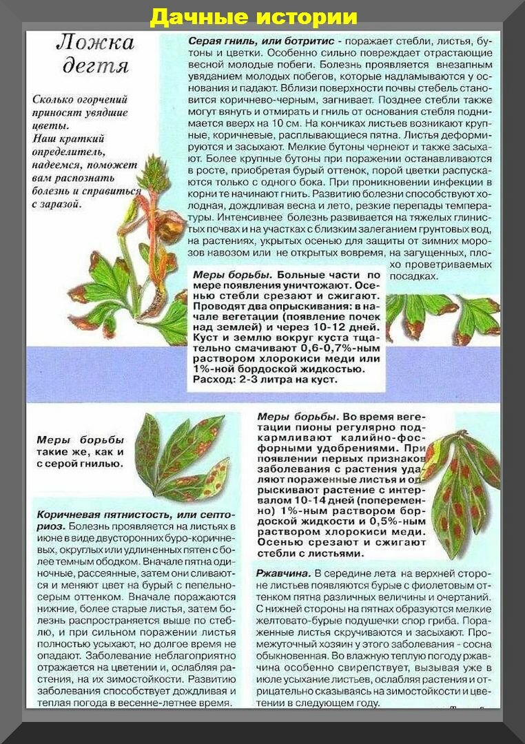Пионы весной: важные советы и секреты пышного цветения пионов, необходимый уход за травянистыми и древовидными пионами