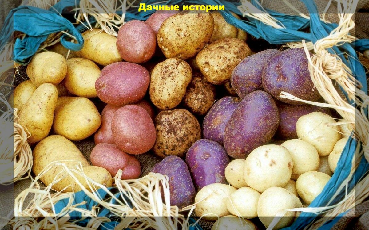 Советы и секреты о выращивании картофеля для начинающих дачников: тезисно и емко о самом важном