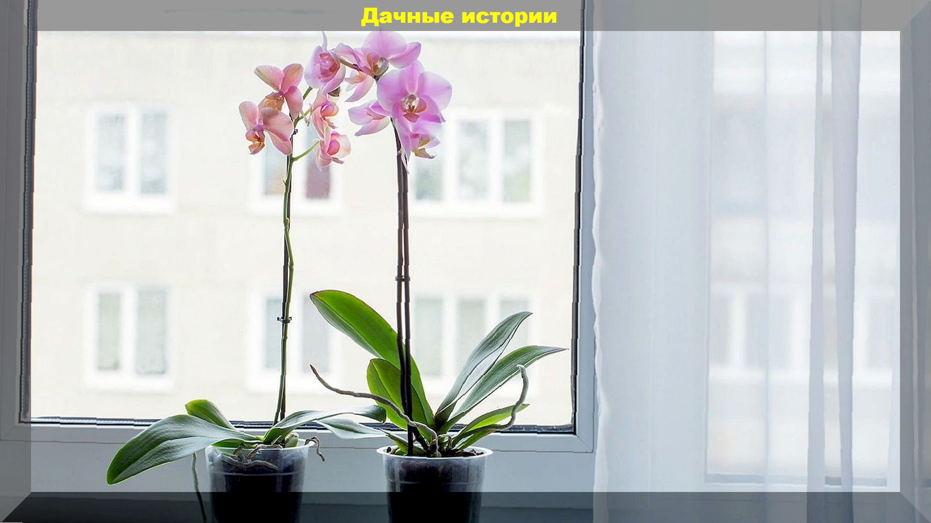 Почему орхидею нельзя ставить рядом с рассадой и прочие секреты ухода за орхидеей: цветок будет радовать и не навредит рассаде