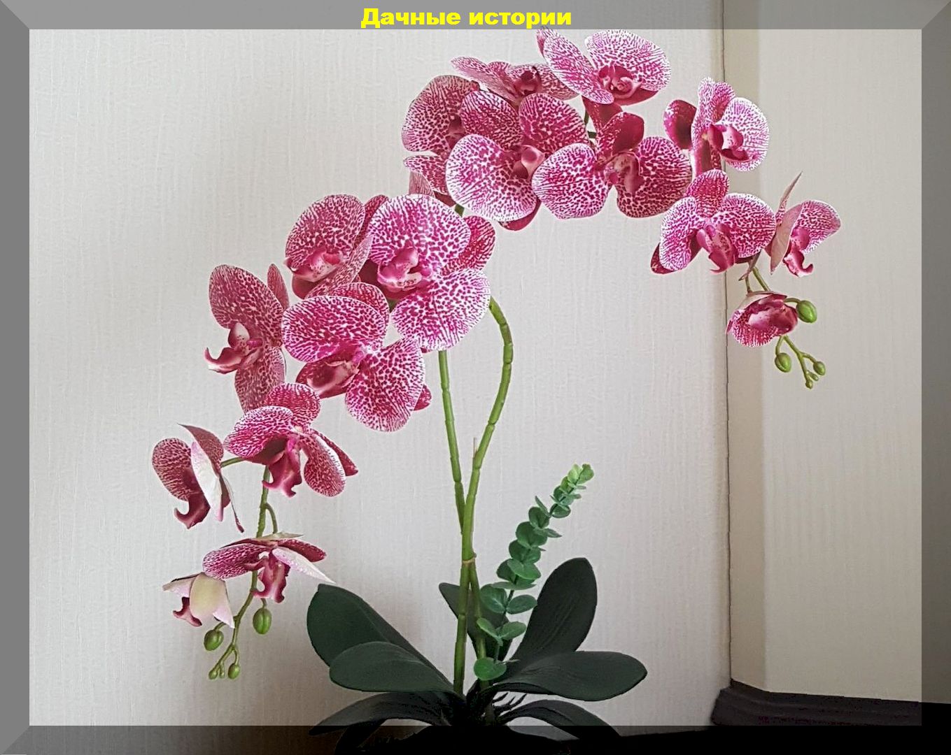 Почему Орхидея цветет 1 цветок. Как ставить орхидею в букет. Сколько простоит Орхидея в вазе. Почему Орхидея маленькая будет ли она большой. Орхидеи нельзя держать дома