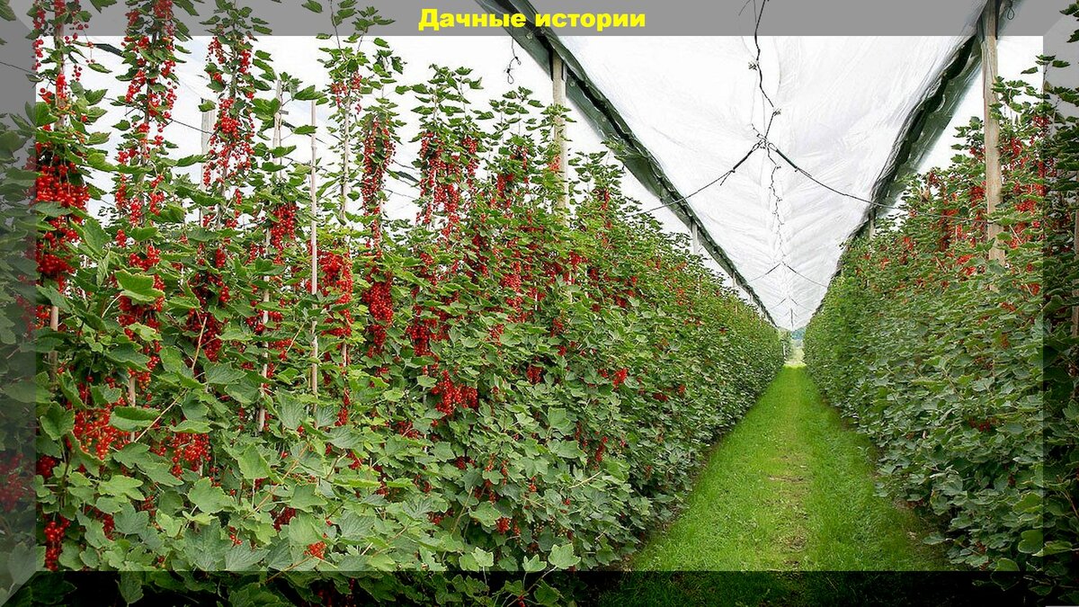 Смородина в конце весны-начале лета: важные правила ухода для получения небывалого урожая