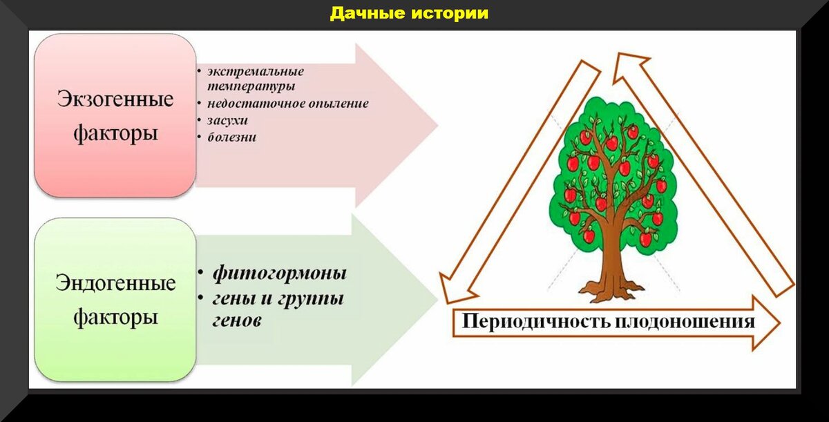 Простые способы заставить деревья плодоносить и избежать периодичности плодоношения