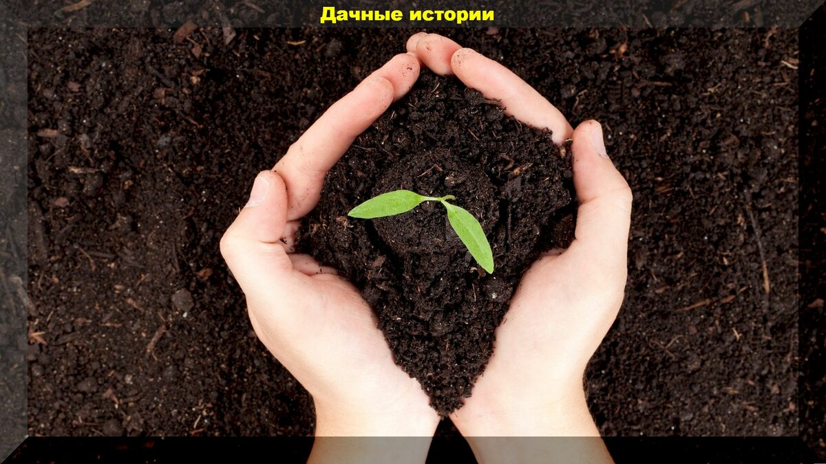 Две главные проблемы: почему растениям не достает питания, если в почве оно есть и почему на участке ничего не растет, несмотря на старания