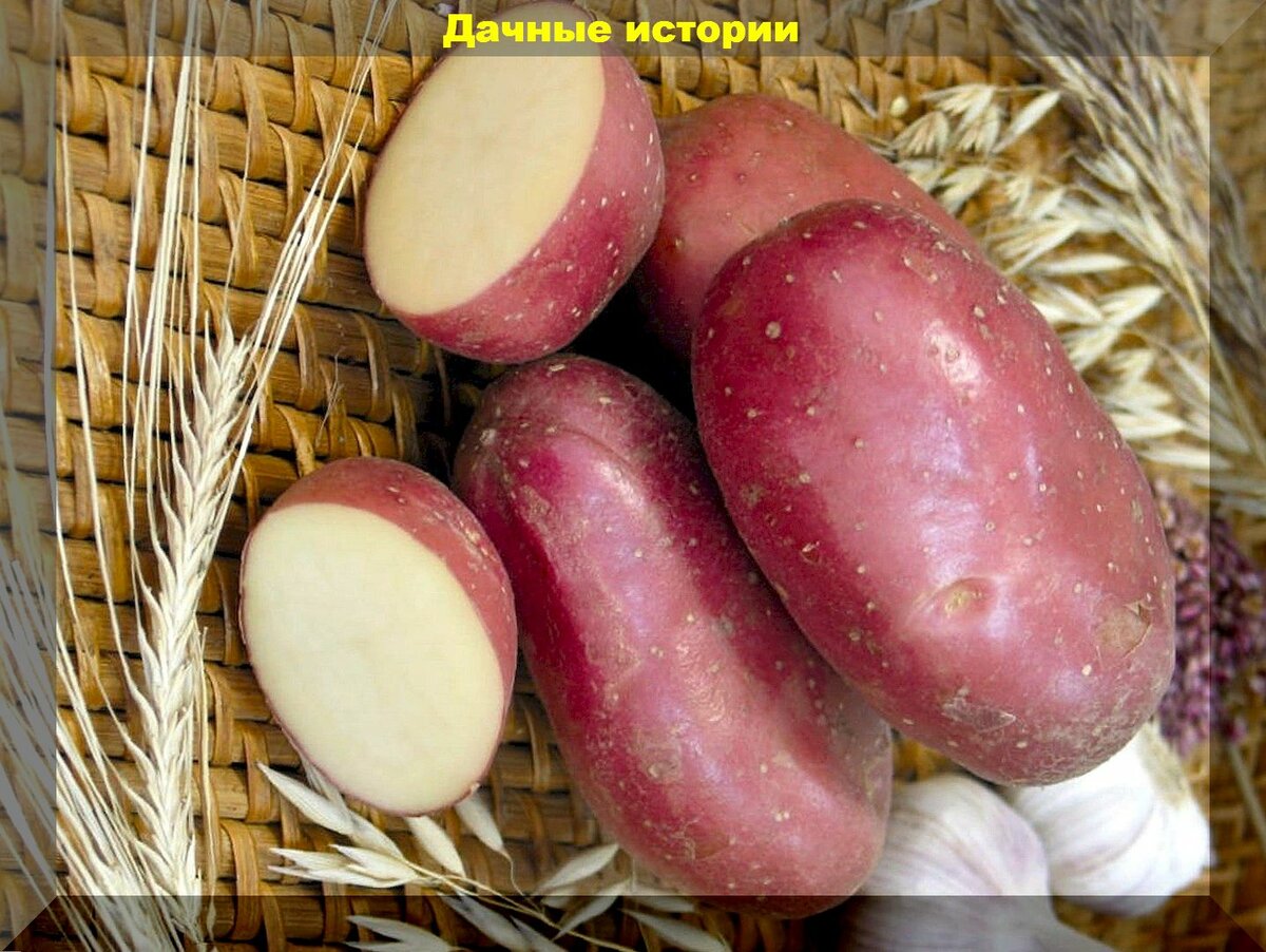 20 вопросов о картофеле: помогаем начинающим разобраться с картофельными премудростями