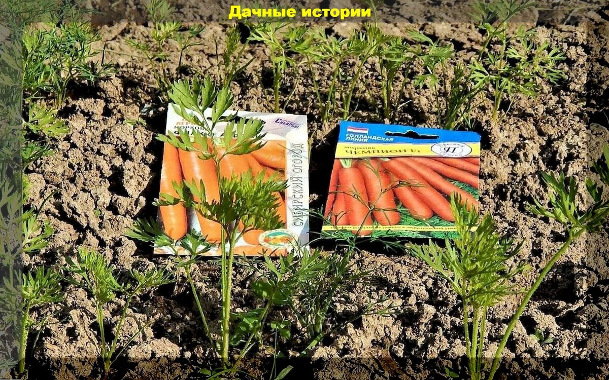 Лук, укроп, морковка: важные весенние советы и помощь начинающим дачникам в получении завидного урожая