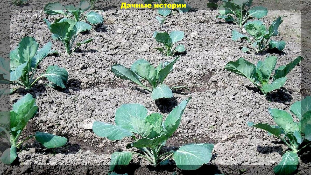 Переносим рассаду капусты в открытый грунт: высадка капусты на постоянное место и уход в начале вегетации