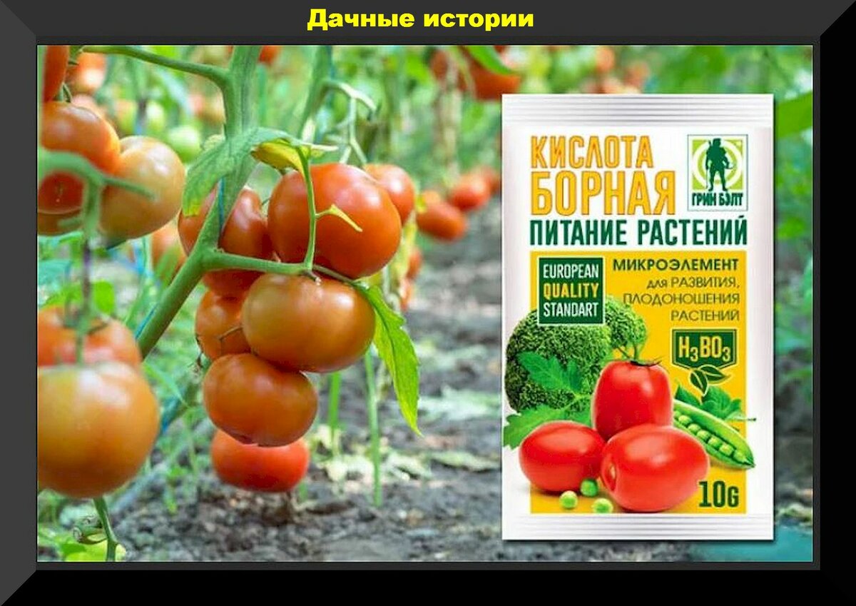Подробно о томатах в начале лета: разбираем основные проблемы, даем советы, отвечаем на вопросы
