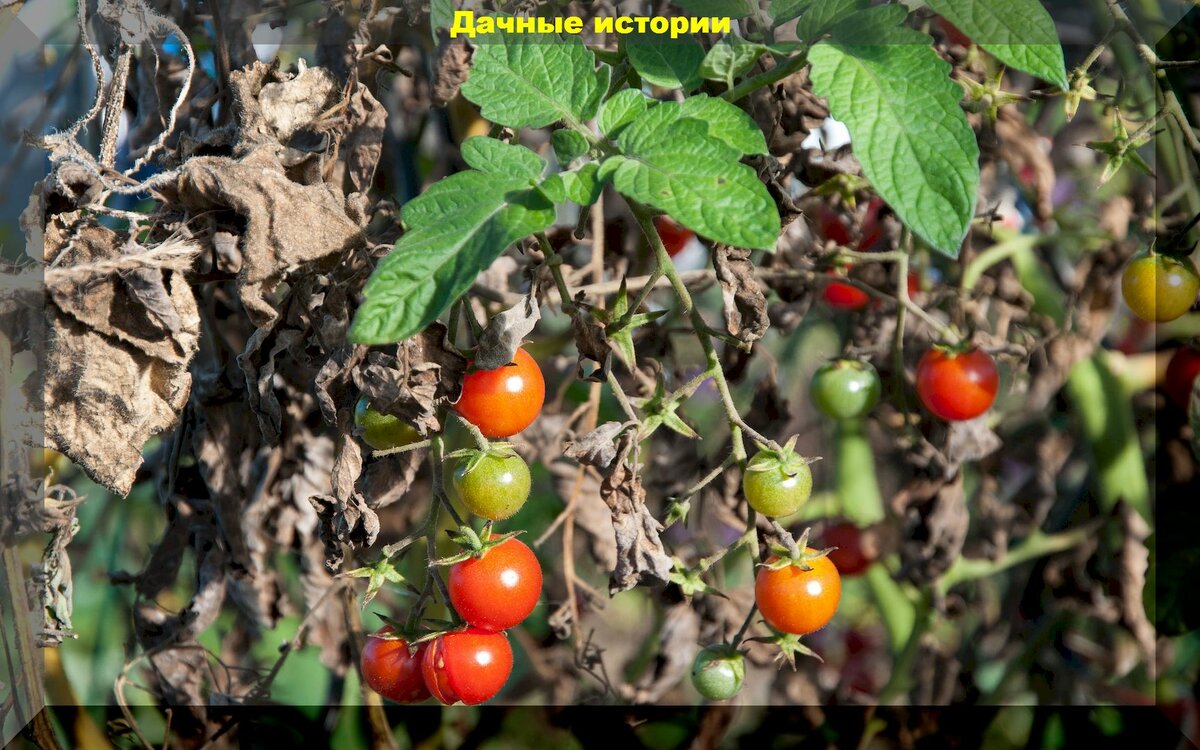 Подробно о томатах в начале лета: разбираем основные проблемы, даем советы, отвечаем на вопросы