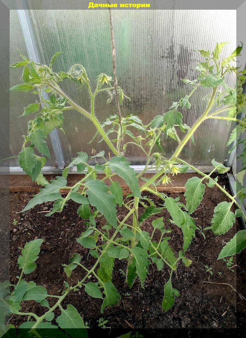 Уход за томатами к концу июня: главное в уходе за томатом в самый ответственный период роста и развития