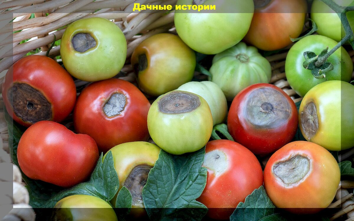 Томаты к концу июня: главное в уходе за томатом в самый ответственный период роста и развития