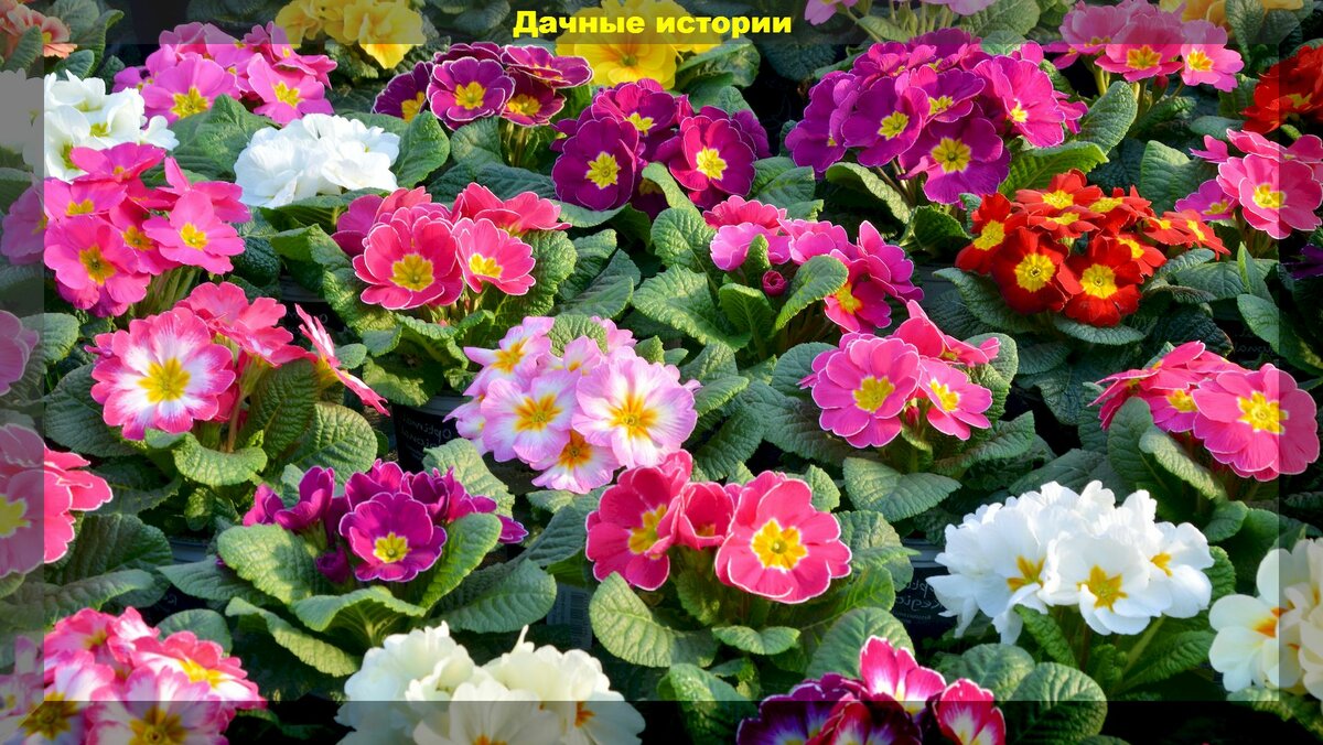 Неприхотливая июньская красота: июньская цветущая клумба из многолетних цветов и декоративных кустарников
