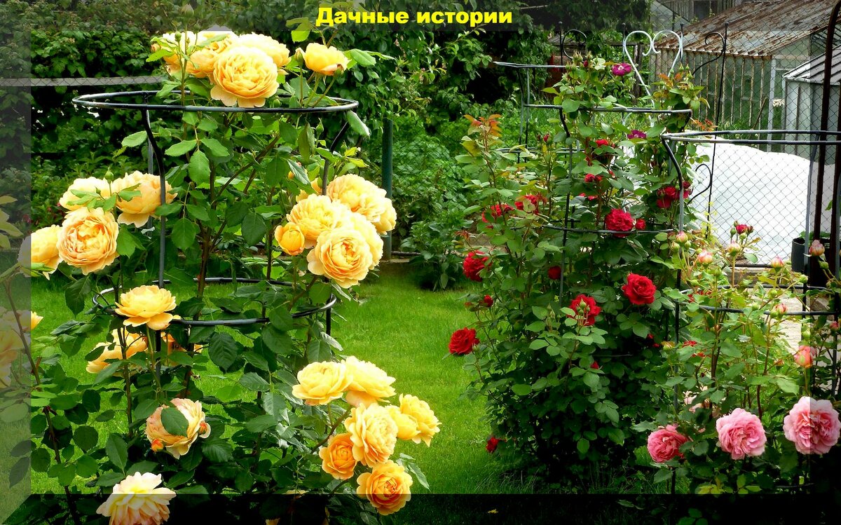 Неприхотливая июньская красота: июньская цветущая клумба из многолетних цветов и декоративных кустарников