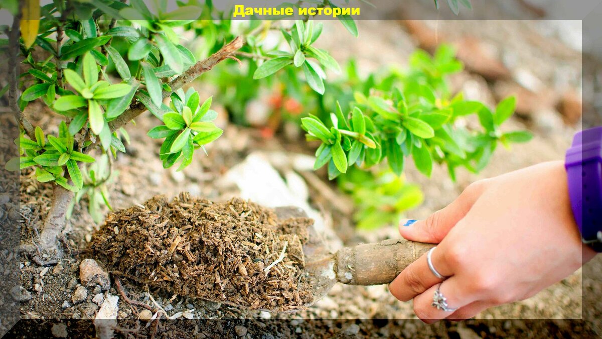 Подробно о подкормках растений в июне-июле: подкармливаем растения с толком, а не в пустоту