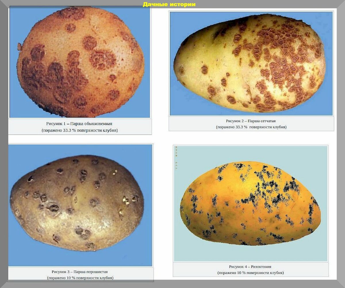 Как защитить картофель от парши: новичкам тезисно о главном