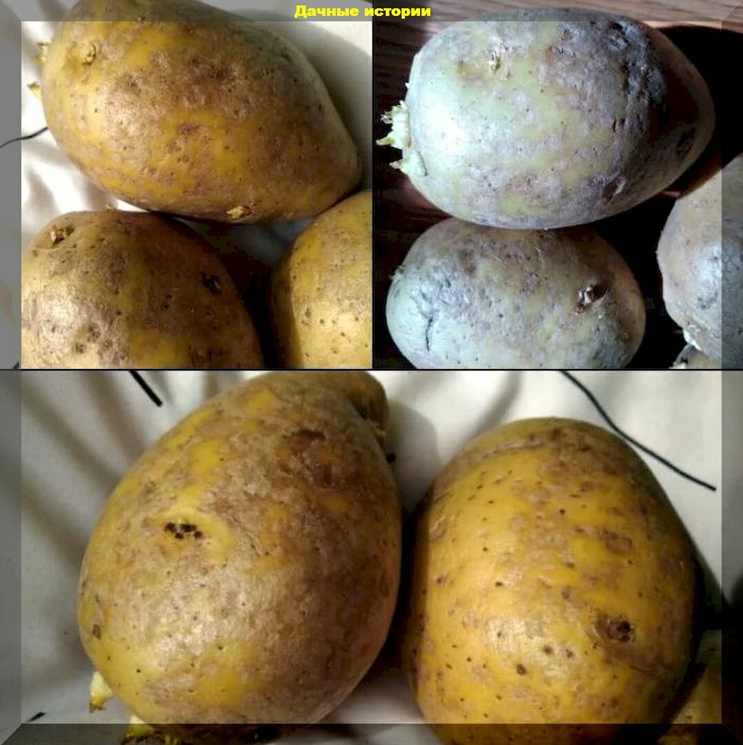 Как защитить картофель от парши: новичкам тезисно о главном