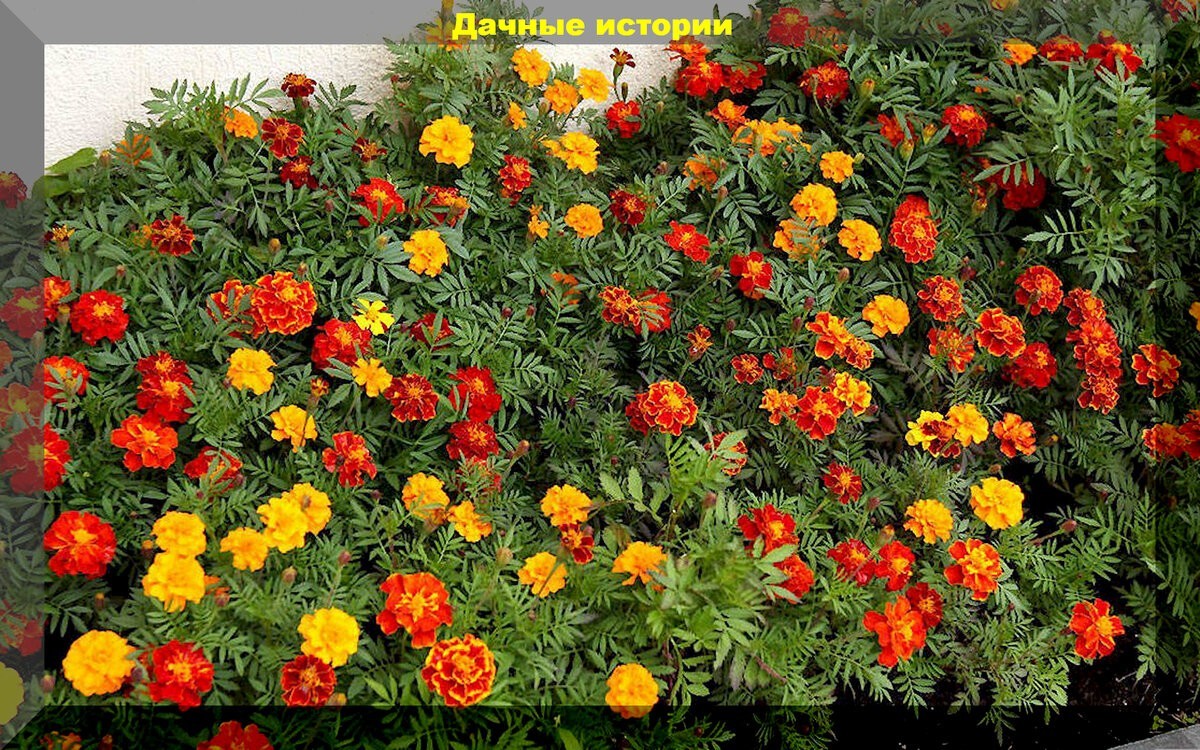 Красота в ограниченном объеме: цветы, которые наилучшим образом подойдут для выращивания на балконе