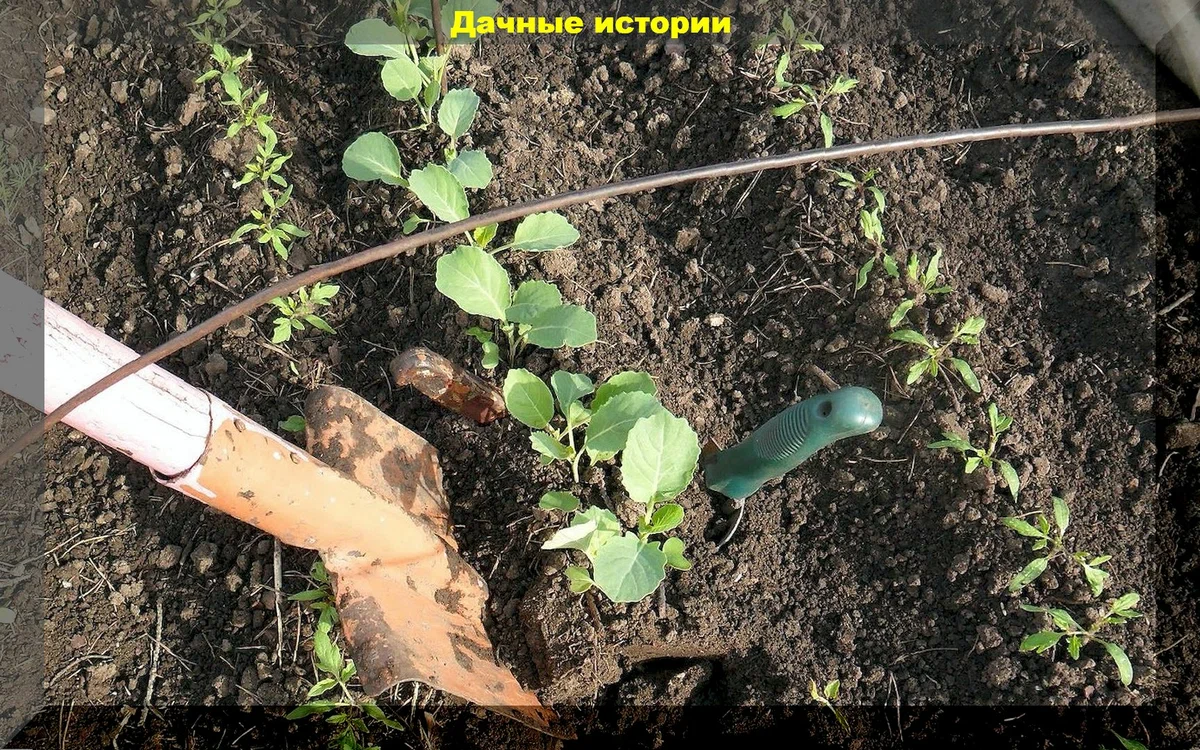 Переносим рассаду капусты в открытый грунт: высадка капусты на постоянное место и уход в начале вегетации