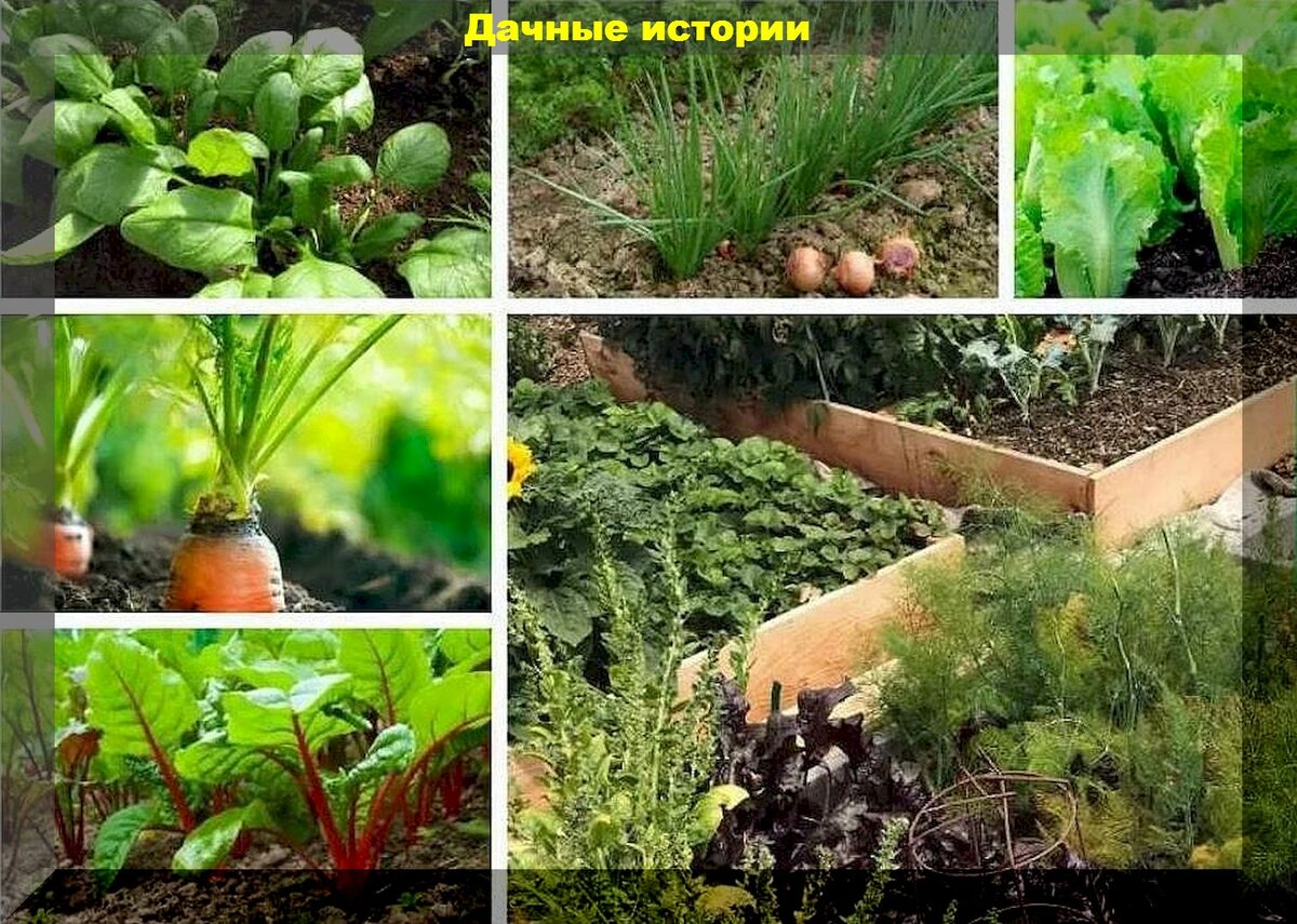 Июньские посевы - овощи, зелень и цветы: что можно посадить на даче в июне
