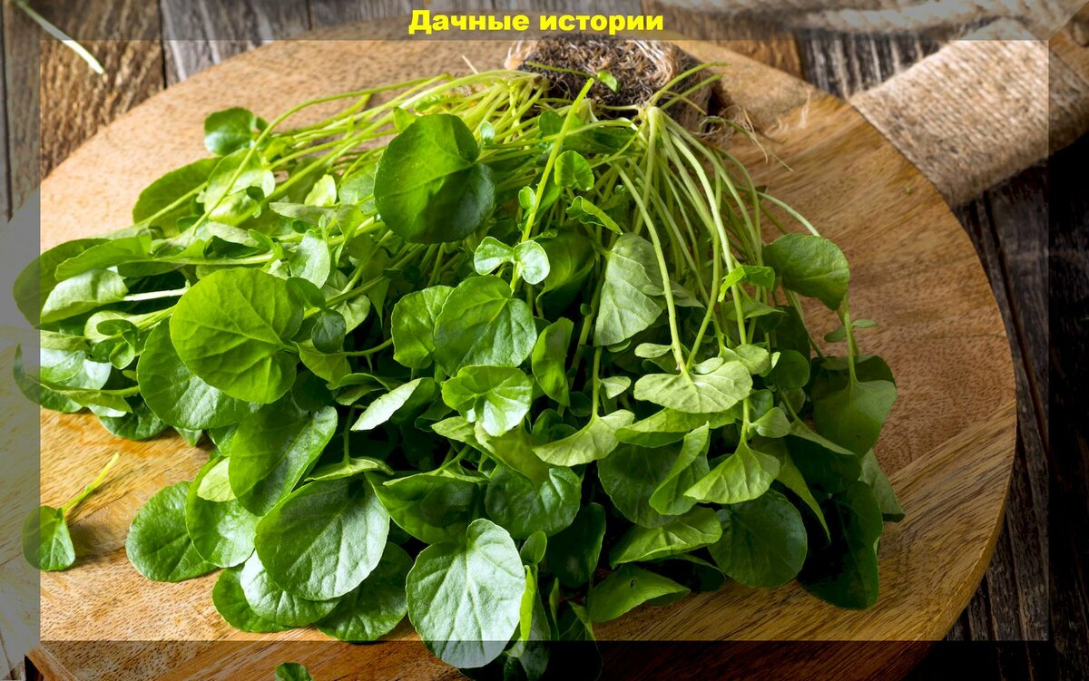 Вкусная и необычная зелень: самые популярные и вкусные сорта-гибриды различных салатов