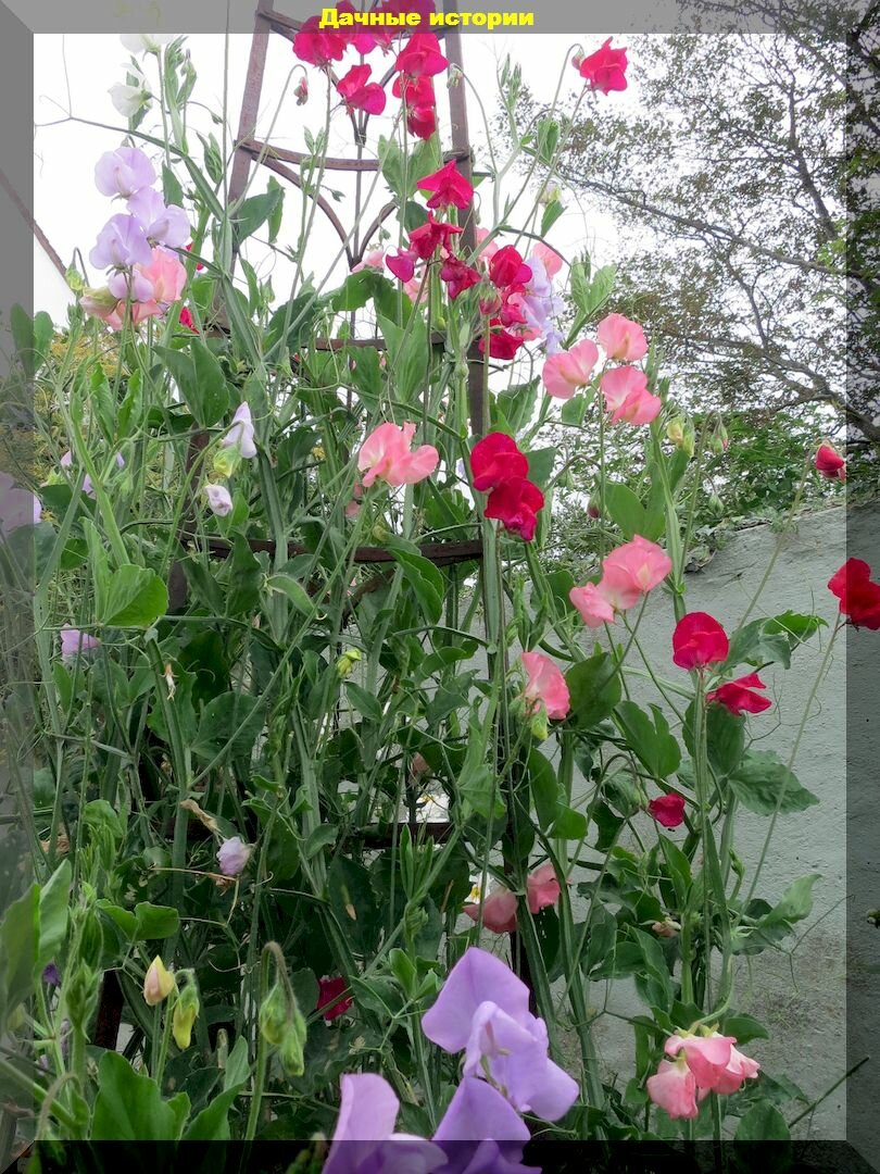 Заботы дачника в июне: подробная шпаргалка на июнь — важные садово-огородные дела