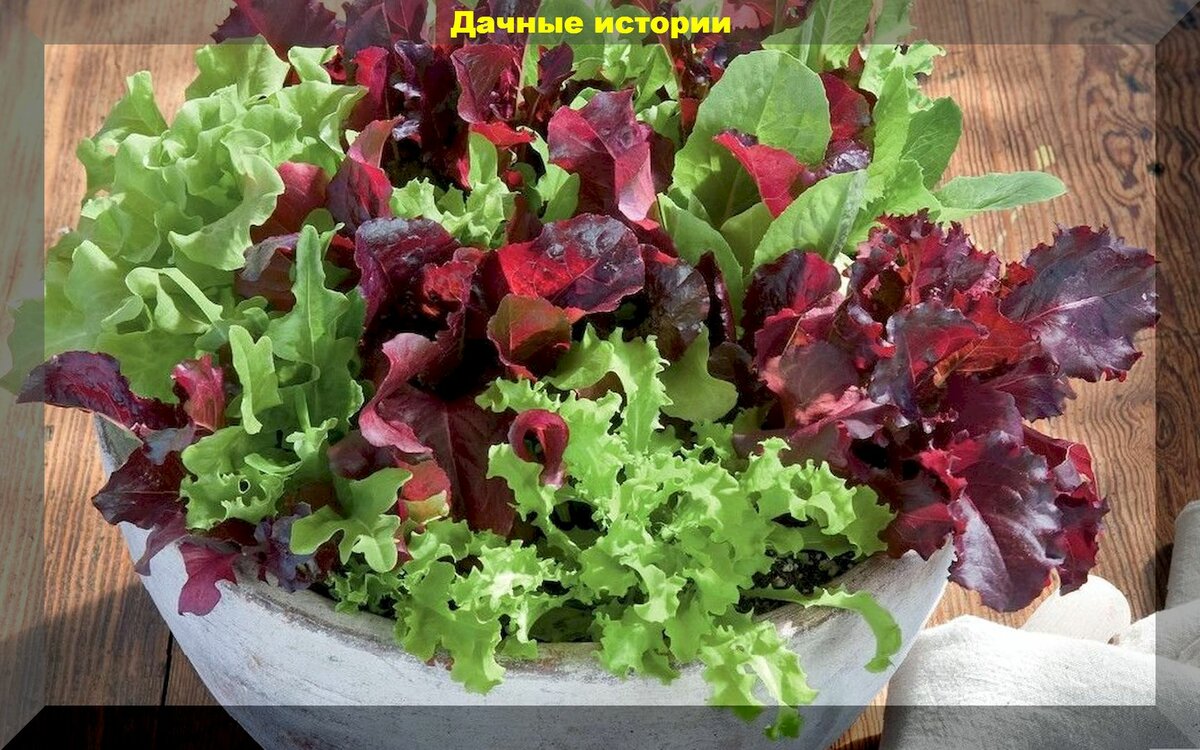 Вкусная и необычная зелень: самые популярные и вкусные сорта-гибриды различных салатов
