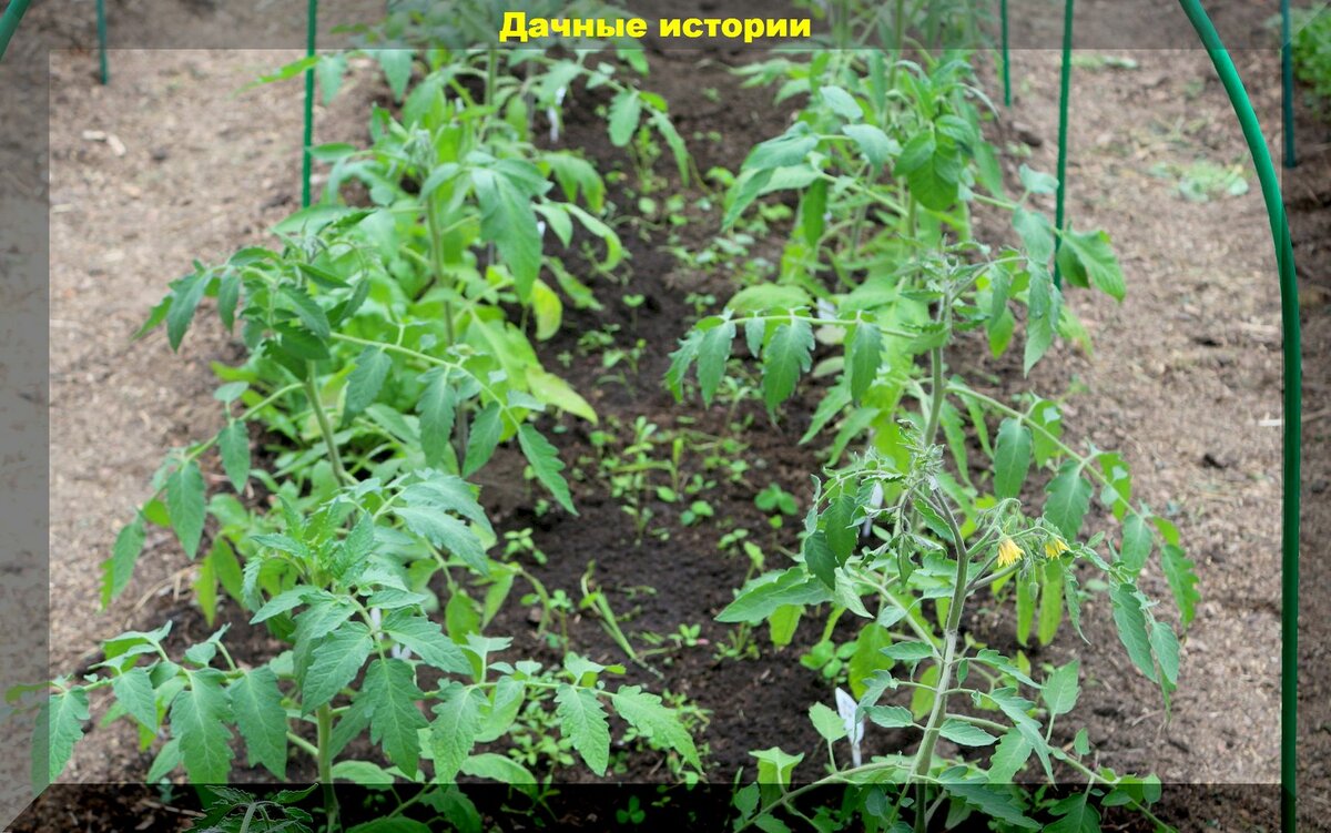 Перцы и томаты сразу после высадки на постоянное место: ухаживаем, подкармливаем и защищаем высаженную рассаду