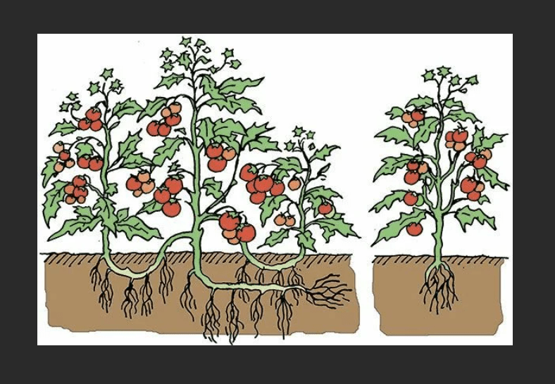 Перцы и томаты сразу после высадки на постоянное место: ухаживаем, подкармливаем и защищаем высаженную рассаду