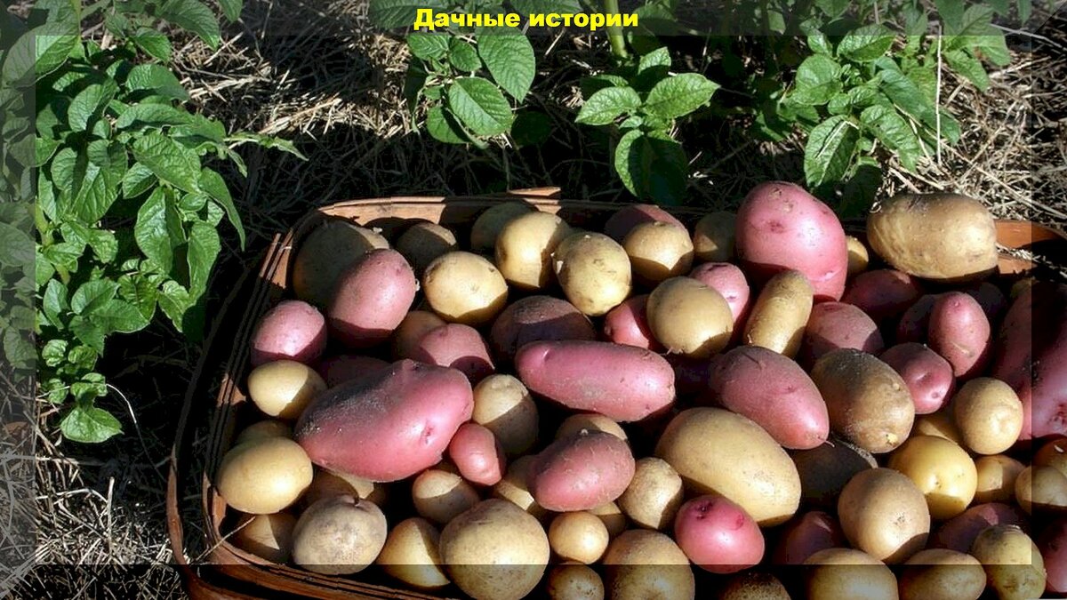 Как можно повысить урожай второго хлеба: даем ответы на 50 вопросов по агротехнике картофеля