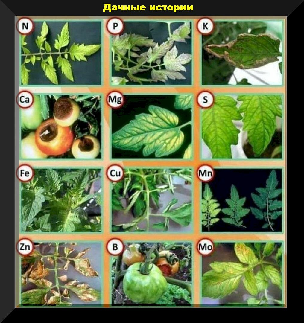 Удобрения и летние подкормки растений: разбираем действительно важные нюансы в подкормках, даем советы, отвечаем на вопросы