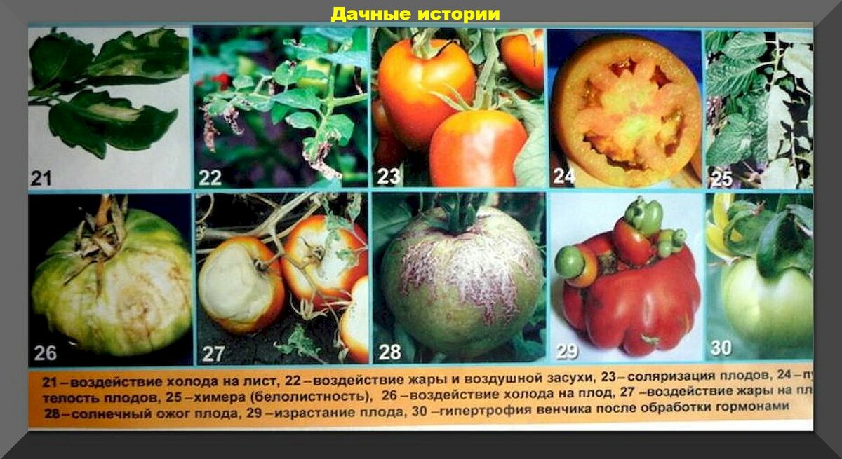 Вершинная гниль, фитофтора, кладоспориоз, столбур: главные проблемы у томатов в августе и пути их решения