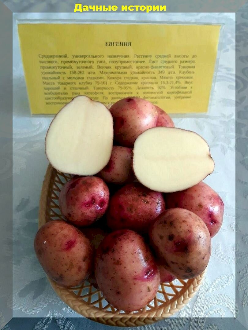 Картофель в 40 вопросах и ответах: отвечаем на вопросы начинающих дачников о посадке и уходе за картофелем