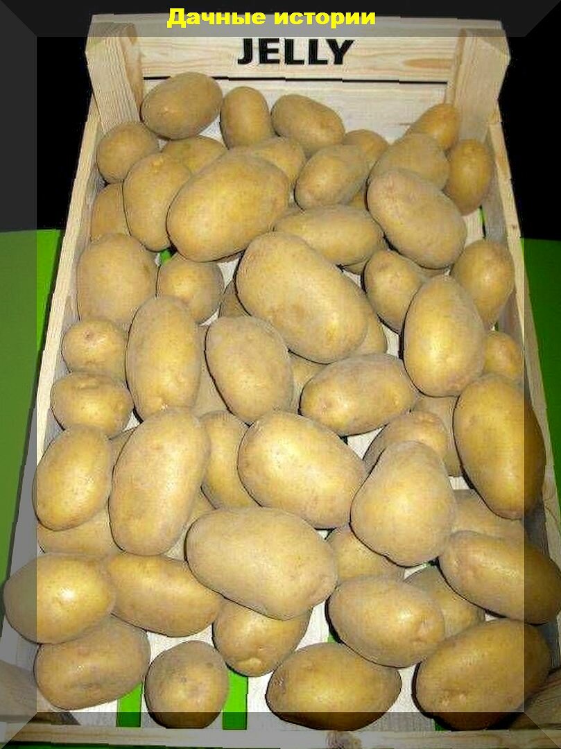 Джелли картофель характеристика отзывы. Картофель семенной Джелли. Сорт картофеля Джелли. Сорт Джелли картофель характеристика. Семенной картофель Винета.