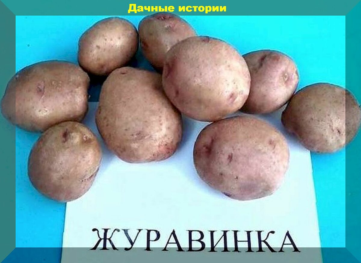 сорт картофеля журавинка фото