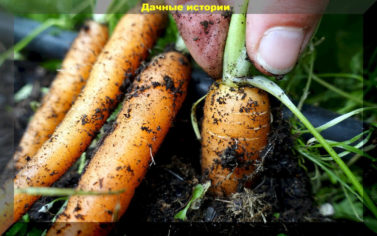 Как вырастить крупную морковь защитив ее от болезней и вредителей: нюансы выращивания моркови, правила сбора, способы хранения