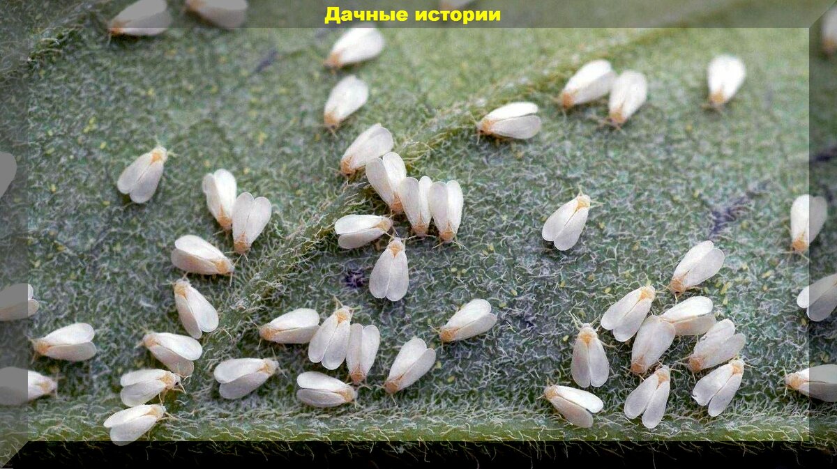 Белокрылка, слизни, колорадский жук: новые и необычные способы борьбы с главными вредителями второй половины лета