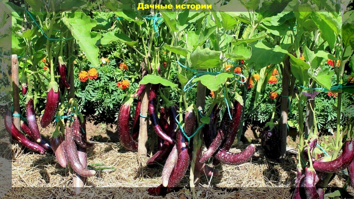 Важные нюансы успешного выращивания баклажанов: как даже новичку получить богатый урожай, на зависть соседям