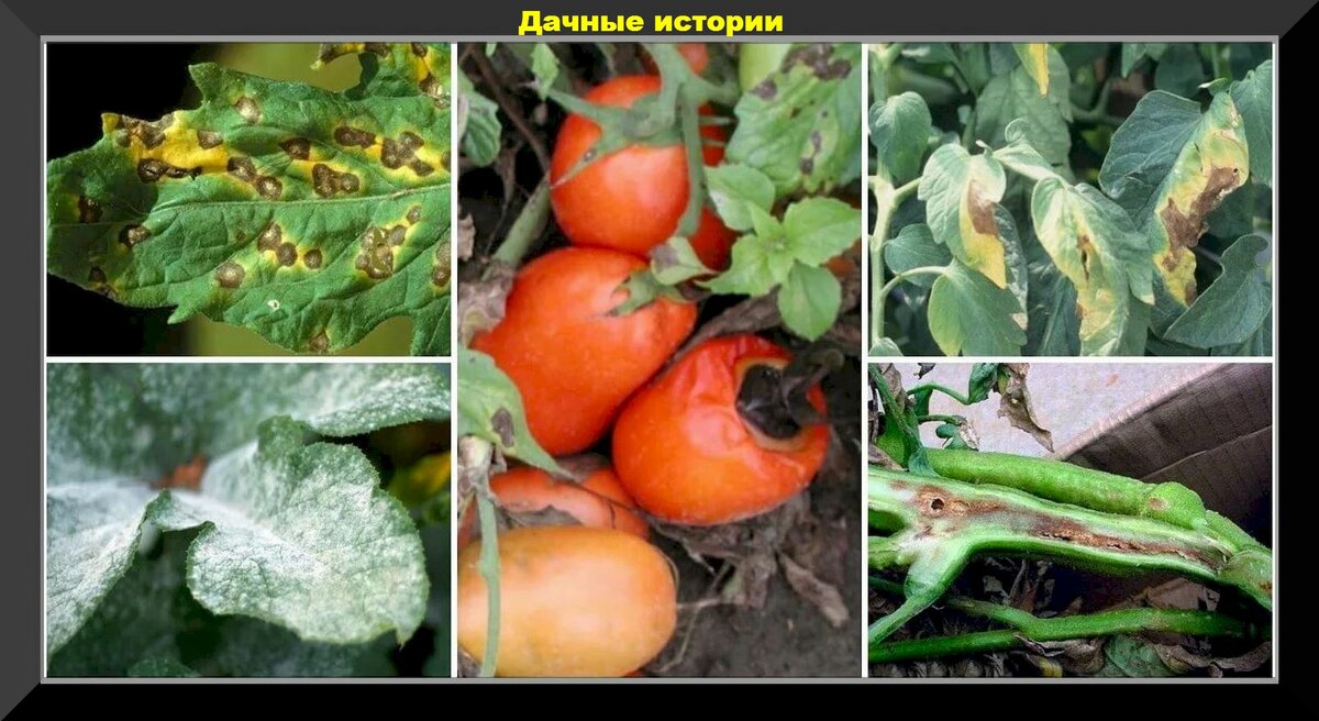 Проблемы с томатами в середине августа: как ускорить созревание, укрупнить плоды, как ухаживать за томатами в теплице и в открытом грунте