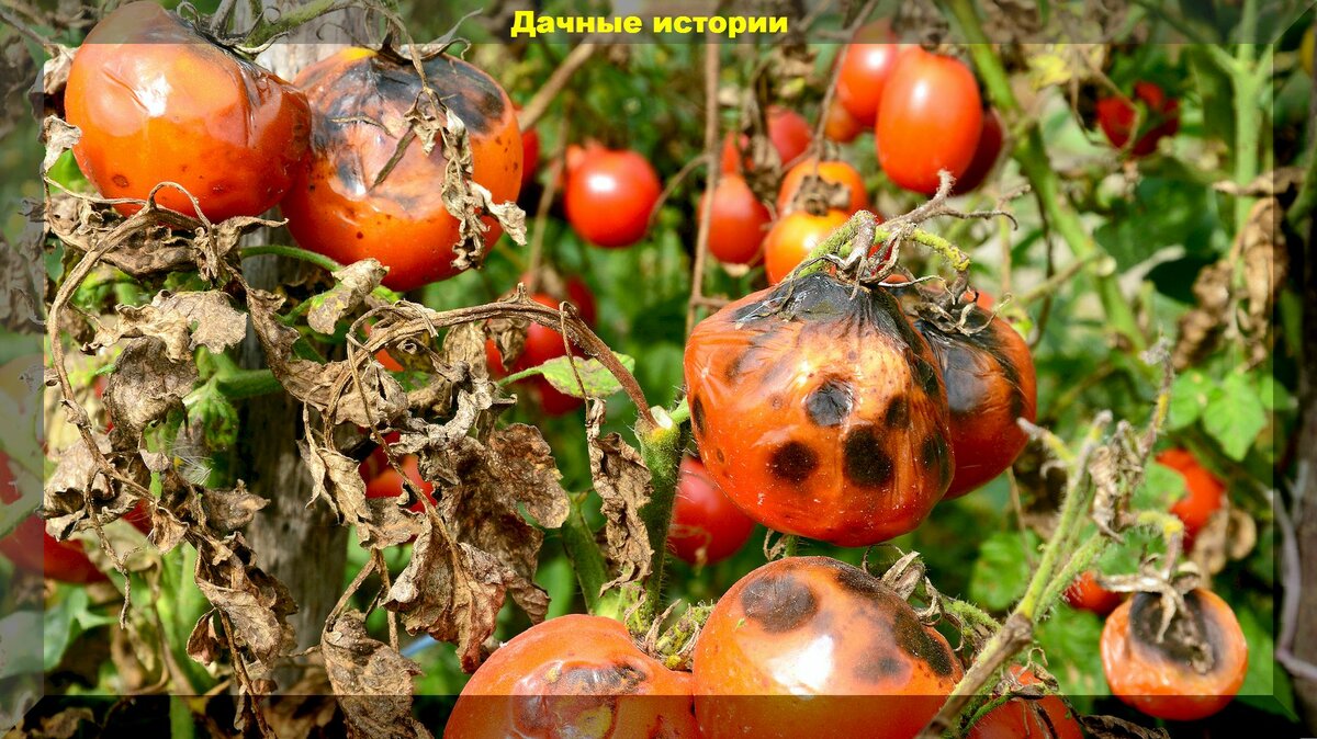 Проблемы с томатами в середине августа: как ускорить созревание, укрупнить плоды, как ухаживать за томатами в теплице и в открытом грунте