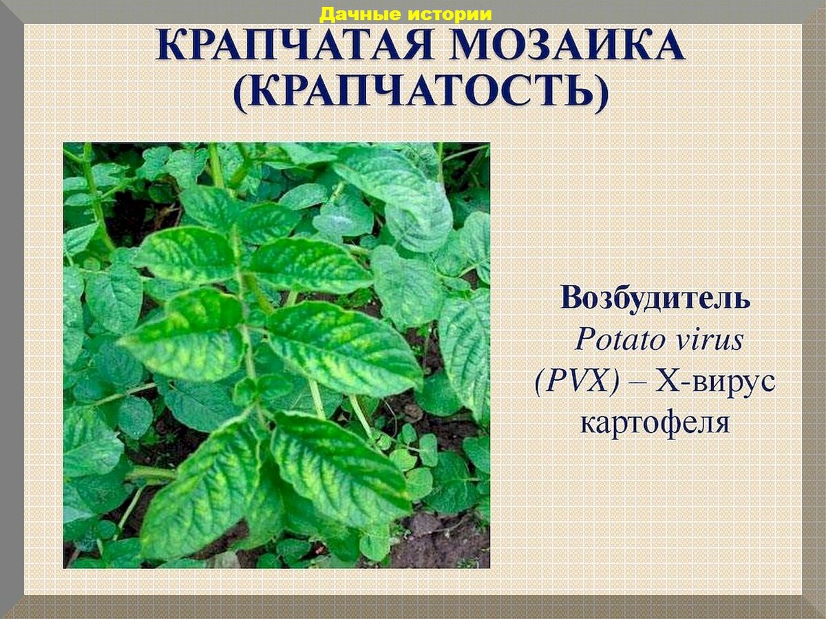 25 новых вопросов от начинающих дачников: отвечаем на самые интересные вопросы новичков