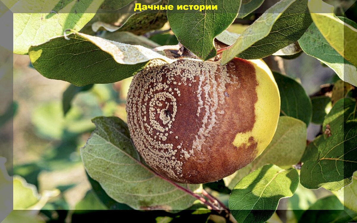Урожай гниет и опадает: что делать, если плоды гниют прямо на деревьях и как применить гнилые яблоки и груши с пользой на участке
