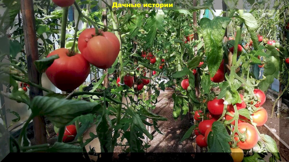 Томатный ликбез в конце сезона: как правильно ухаживать за томатами в сентябре и без потерь сохранить урожай