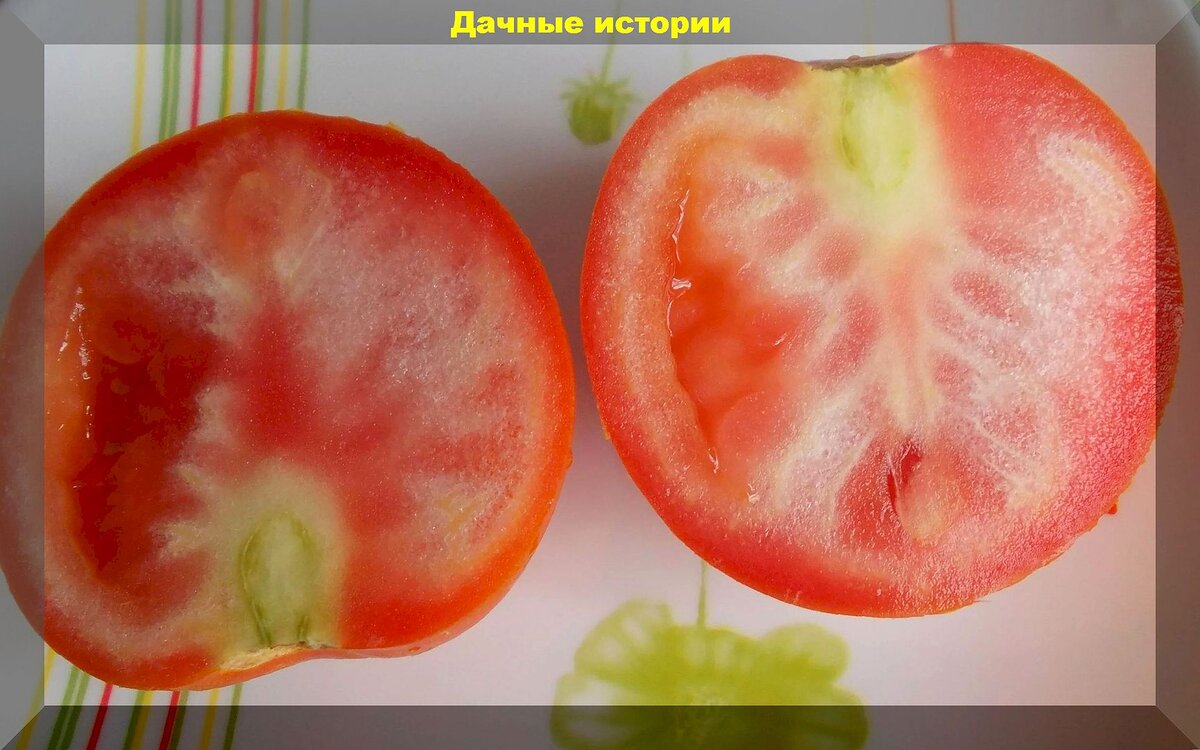 Томатный ликбез в конце сезона: как правильно ухаживать за томатами в сентябре и без потерь сохранить урожай