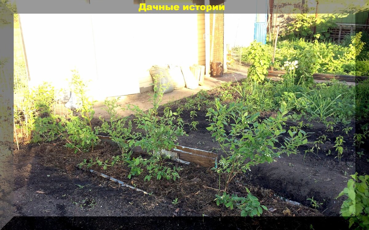 Правильная посадка садовой голубики: когда и как посадить, как закислить грунт при посадке